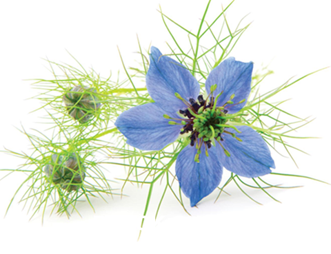 Nigella Sativa bloem